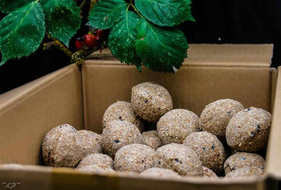 Anhaltiner Meisenknödel 100St. ohne Netz mit Insekten Rindertalg Wildvögel Fett - Bild 3 von 4