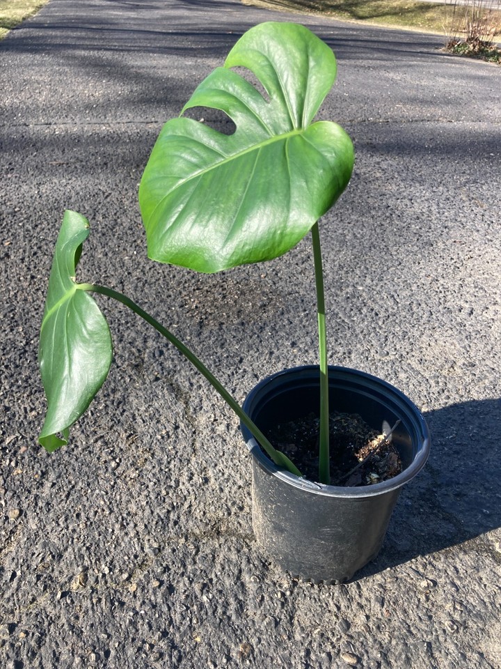 Monstera Deliciosa Rooted Cutting, Tropical Live Plant, Swiss Cheese