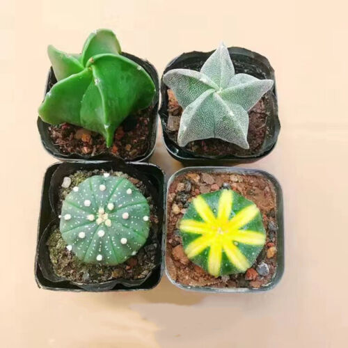 4 pezzi strophytum asterias Astrophytum myriostigma cactus piante succulente - Foto 8 di 8