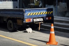 1$ Digital Image Wallpaper - Korea Cats Series: White Cat Under the Blue Truck