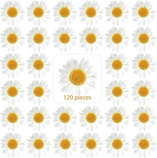 120 Pcs Dried Pressed Flowers Daisies Pressed Dried Daisy Stickers White Real Na