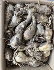 3 Amaryllis Belladonna Bulbs PINK NAKED LADY lily NOT Hippeastrum