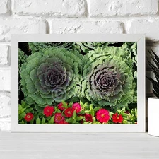 Non-AI Digital Photo Ornamental Cabbages & Red Flowers Plants Nature Photography