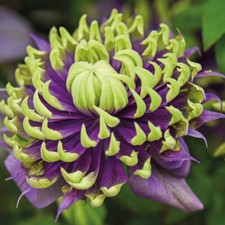 Clematis Climbing Flower Shrubs Garden Plants 'Taiga' 9cm or 11cm