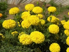 Yellow marigold flower seeds easy to grow, attracts pollinators 