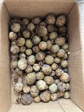 Bald Cypress Seeds-100 Count-collected November 2025-ready For 2026-Bonsai!
