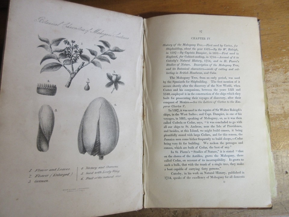 Old MAHOGANY TREE Book 1851 MAP - S L960