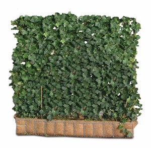 Efeu Hecke (2 Stück) H 100 x B 120 cm Sichtschutz Fertighecke