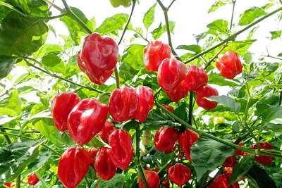 SEEDVILLE USA 50 Hot RED HABANERO PEPPER Capsicum Chinense Vegetable Seeds