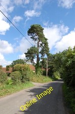 Photo 6x4 Pine Tree on Spring Lane Southover/TQ6525 At Holton Hill. c2012