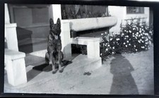 Box finestra cane pastore tedesco Florida anni '20 animali domestici fiori americana 2,5 x 4,5 A