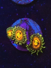 Rainbow Incinerator Zoa WYSIWYG Live coral frag Lps Sps