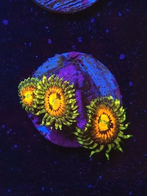Rainbow Incinerator Zoa WYSIWYG Live coral frag Lps Sps