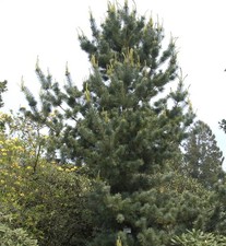 Mädchenkiefer Tempelhof 40-50cm - Pinus parviflora