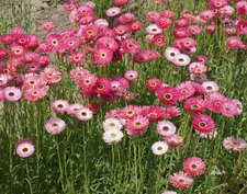 PAPER DAISY Pink Everlasting Florists Crafters Pollinators Non-GMO 200 SEEDS!