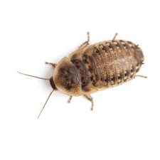 Bulk Dubia Roaches Nymphs - XS 1/4" - 1000ct