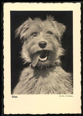 Ansichtskarte Terrier mit offenem Maul und Halsband 