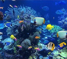 TROPICAL FISH CORAL REEF COMPUTER MOUSE PAD 9 x 7