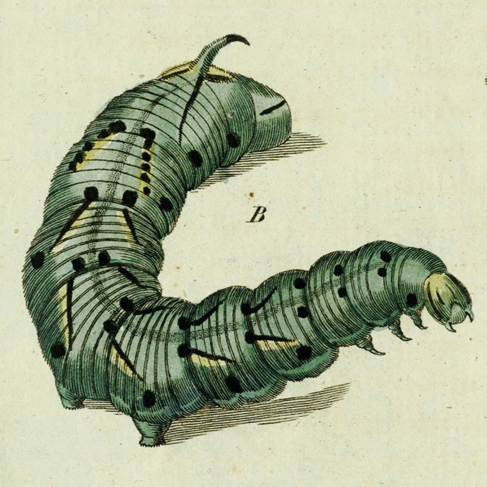 Gravura rara 1790 BERTUCH colorida à mão, traças esfinge - Imagem 4 de 4