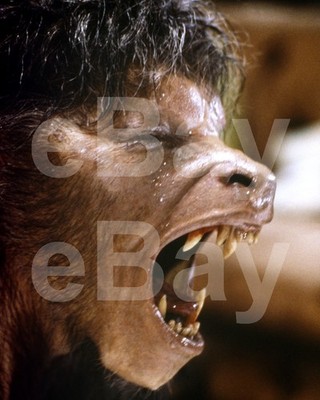 Ein Amerikanischer Werwolf In London (1981) David Naughton 10x8 Foto