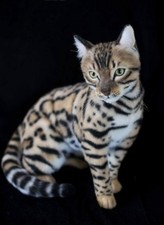 OAAK Realistic Tortoise Bengal Kitty Cat Plush Artist Soft Sculpture Decor