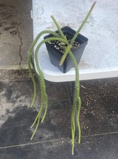 Rat Tail Cactus Ready For Hanging Basket 3.5" Pot! Very