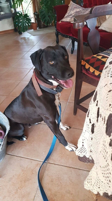 Labrador X Staffordshire Bull Terrier Dogs Puppies Gumtree Australia Hume Area Sunbury 1255095341