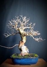 Gelso bianco (Morus alba)