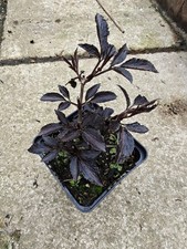 Sambucus nigra Black Beauty Elderberry Ornamental Hardy Shrub, in 9cm Pot