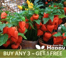 VEGETABLE SEEDS CAPE GOOSEBERRY - 350 SEEDS - UCHUVA FRUIT