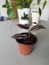 Zebra Plant – Healthy & Well-Rooted, In Inner Pot, Exactly as Shown