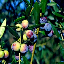 10 CANINO OLIVE TREE SEEDS (Olea europaea) European Common Edible Fruit Plant