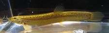 3 Pack - 3" - 4" Dojo Loach Live Freshwater Aquarium Tank Fish READ DESCRIPTION