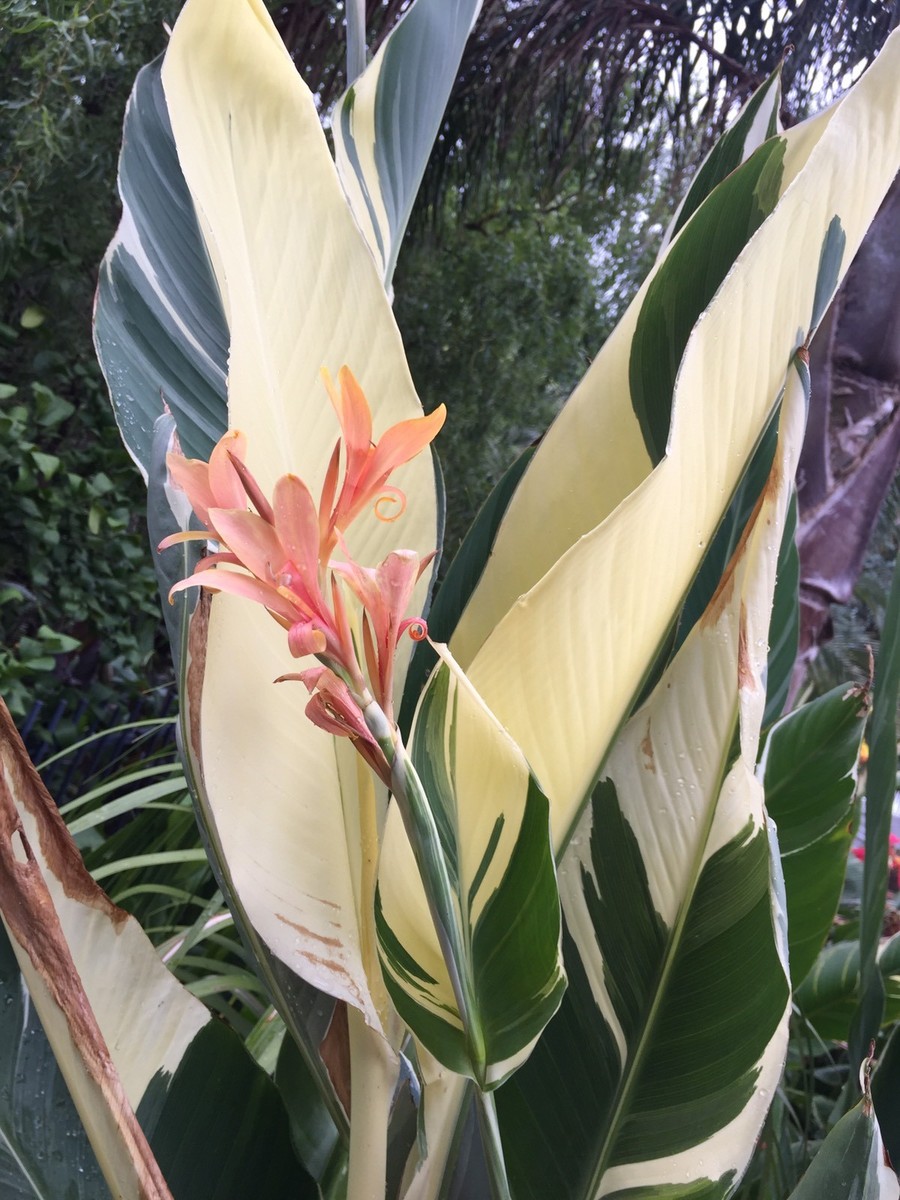 Rare Variegated Stuttgart Cannalily 2 Growing Plants Free Postage. Stunning  | eBay