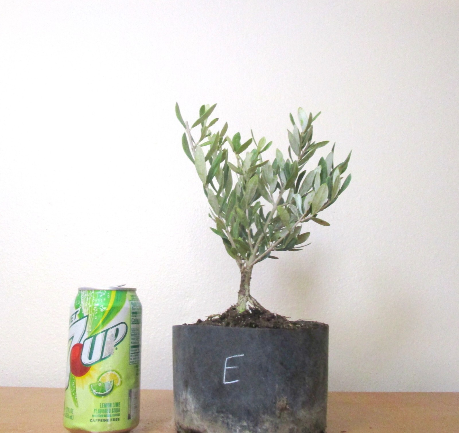 Dwarf European Olive for mame shohin bonsai tree E