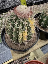 Melocactus ruestii variegated, exotic color Amazing!! 8” Pot