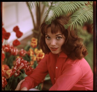 Elsa Martinelli Sexy 10x10 giclee photo 