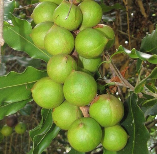 Macadamia integrifolia - - - Bild 1 von 6