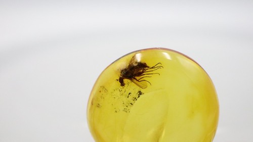 Amber Pendant With Insect, 925 | Baltic Amber with Fossil |Amber Inclusion - Picture 9 of 10
