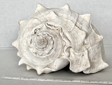 Grande conchiglia fossile "Melongena consors"-Pliocene-4 Milioni di Anni-Florida