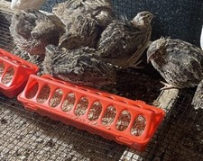 70 Fertile Large Jumbo Pharaoh Brown Coturnix Quail Hatching Eggs