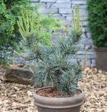 Blaue Mädchenkiefer Glauca 40-50cm - Pinus parviflora