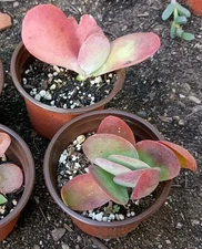 KALANCHOE THYRSIFLORA TRICOLOR 4" FLAPJACKS PADDLE PLANT - ROOTED SUCCULENT