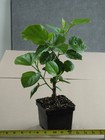 APPLE PIE Tropical Hibiscus -- Plant in 4.5" pot — photo 2