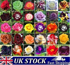 Rose Seeds Multi Coloured Rose Flower Seeds Home Garden Plant, UK