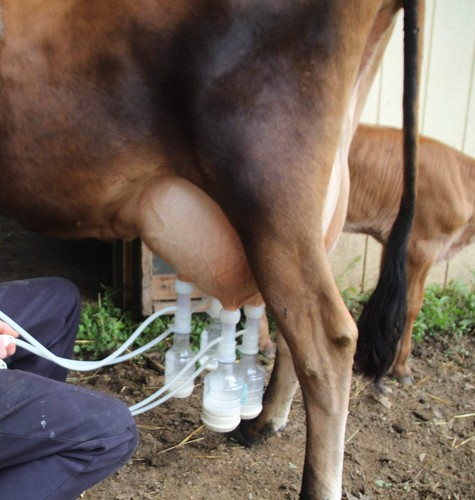 ULTIMATE EZ™ MILKER - Imagen 4 de 26