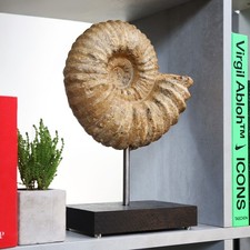 Large Mantelliceras Ammonite Real Dinosaur Fossil Bespoke Solid Oak Stand