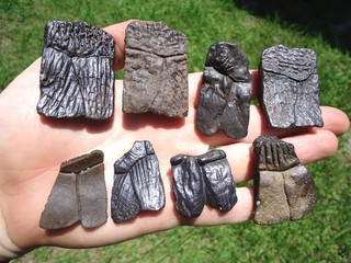 8 HIGHLY DETAILED TURTLE SCUTES FLORIDA FOSSILS ICE AGE EXTINCT TORTOISE SHELL @