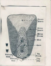 1932 Drawing High Protein Kernel Corn Starch Germ Embryo Stem Vintage Photo