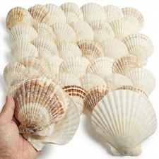 60 PCS Large Scallop Shells Crafts 45 Inch Clam Decoupage White Seashell Bulk